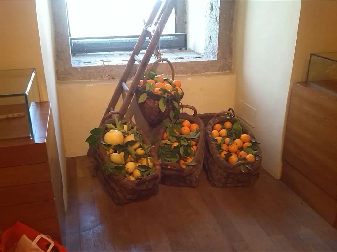Cesti di agrumi, memoria dei saperi agricoli del territorio